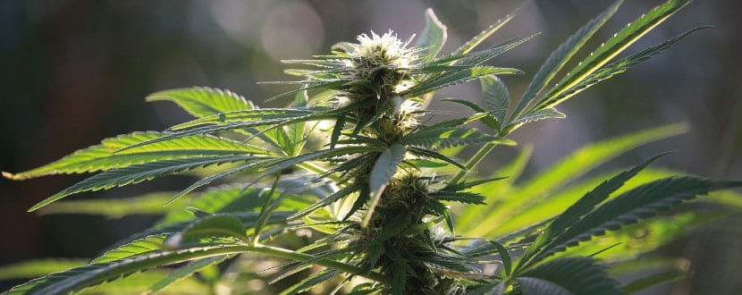 CBD Öl in der Krebstherapie