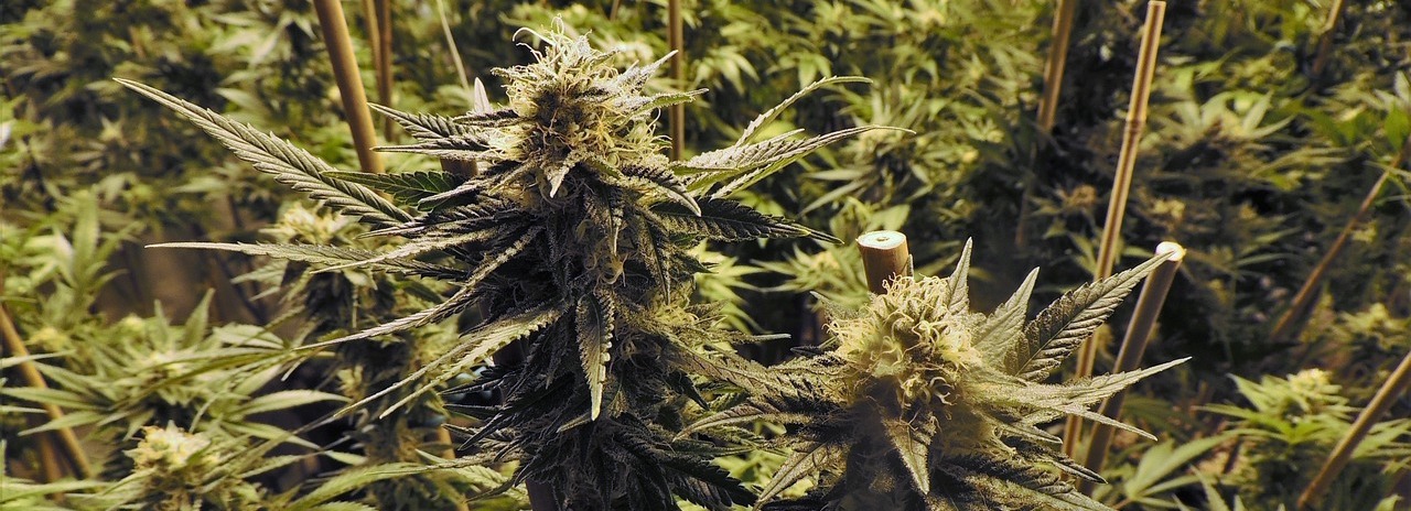 Eine neue Behandlungsmöglichkeit in Form von cannabinoiden gegen Erkrankungen im Herzen