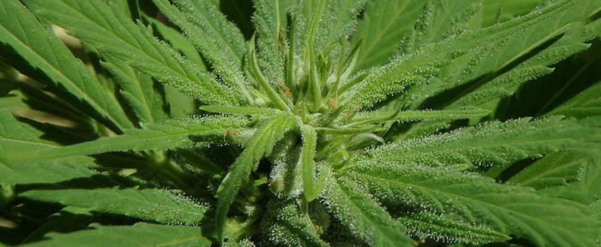 Endocannabinoid- und Immunsystem