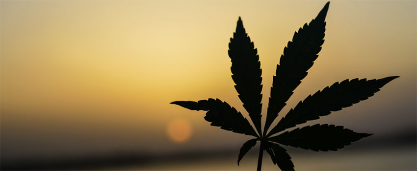 Erfahrungen zu CBDNOL