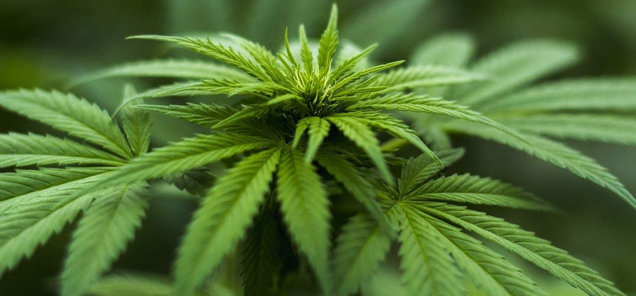 Fazit zu Cannabisöl