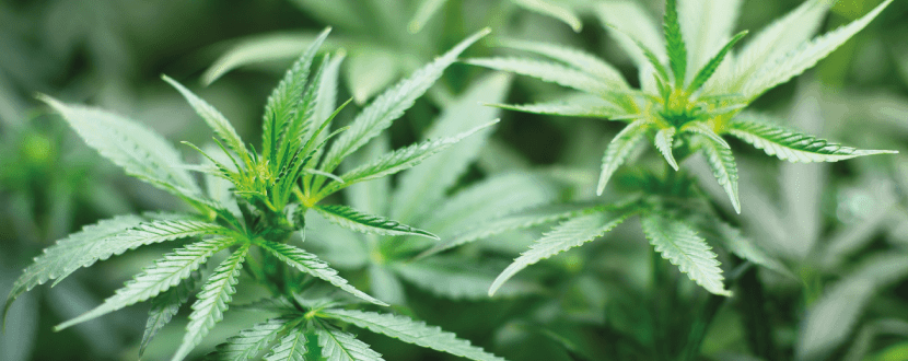 Gegen Angststörungen kann CBD helfen.