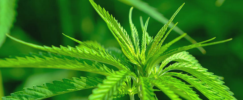 Gutscheine und Rabattaktionen bei Dutch Natural Healing