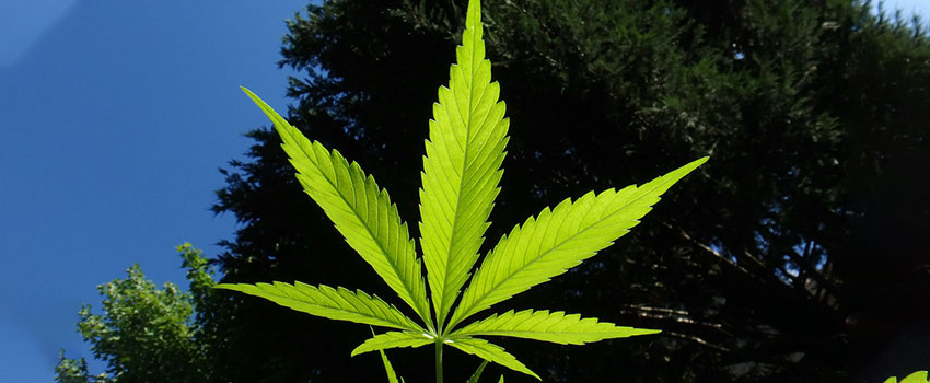 Hanfsalbe selbst herstellung