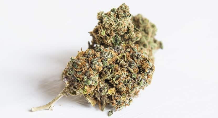 Eine getrocknete Blüte.