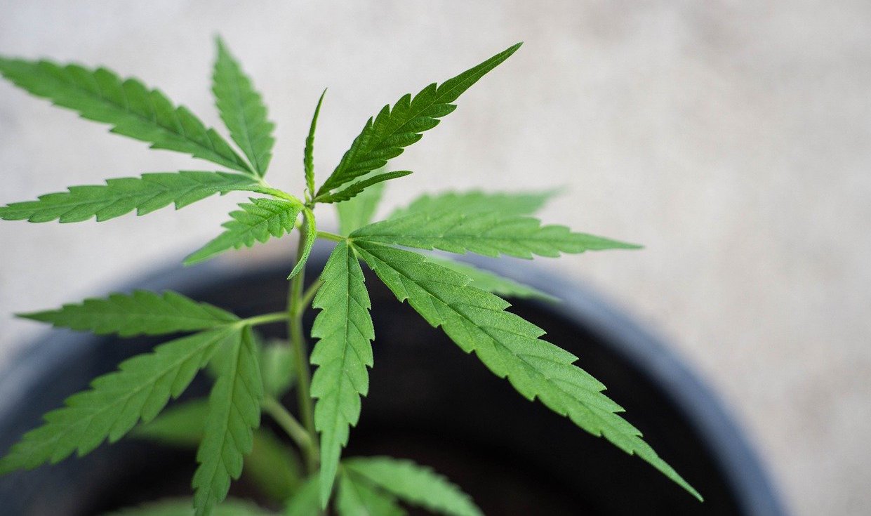 helfen cannabinoide bei rückenschmerzen