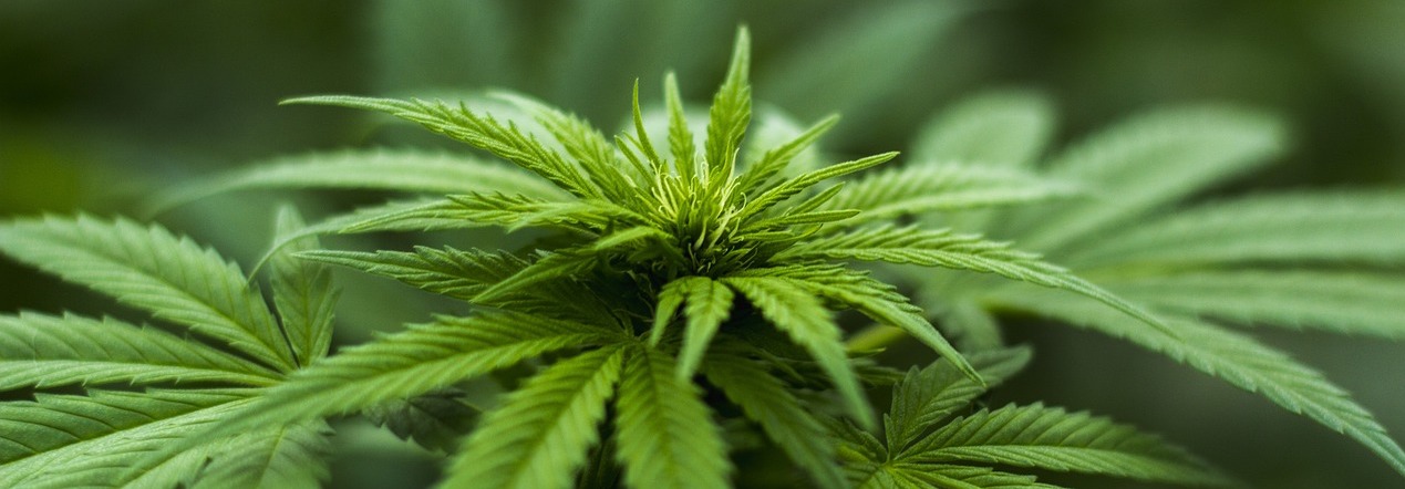 Hilft CBD bei Gehirnerschütterungen