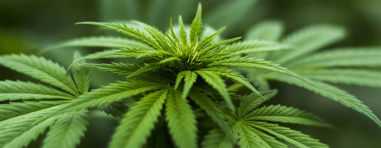 Hilft CBD gegen eine Rückenmarksverletzung