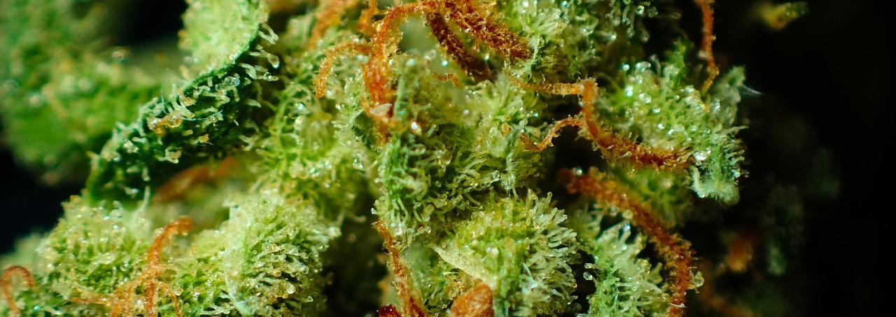 Hilft CBD gegen Zwangsstörung