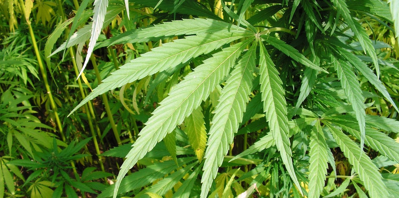 Kann Cannabis bei Herzrhythmusstörungen helfen