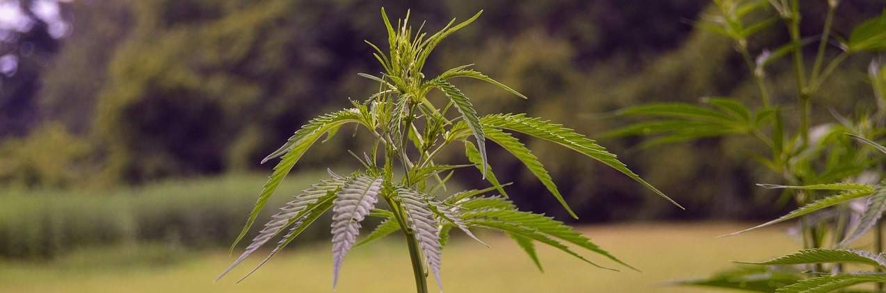 Kann CBD bei Übelkeit helfen