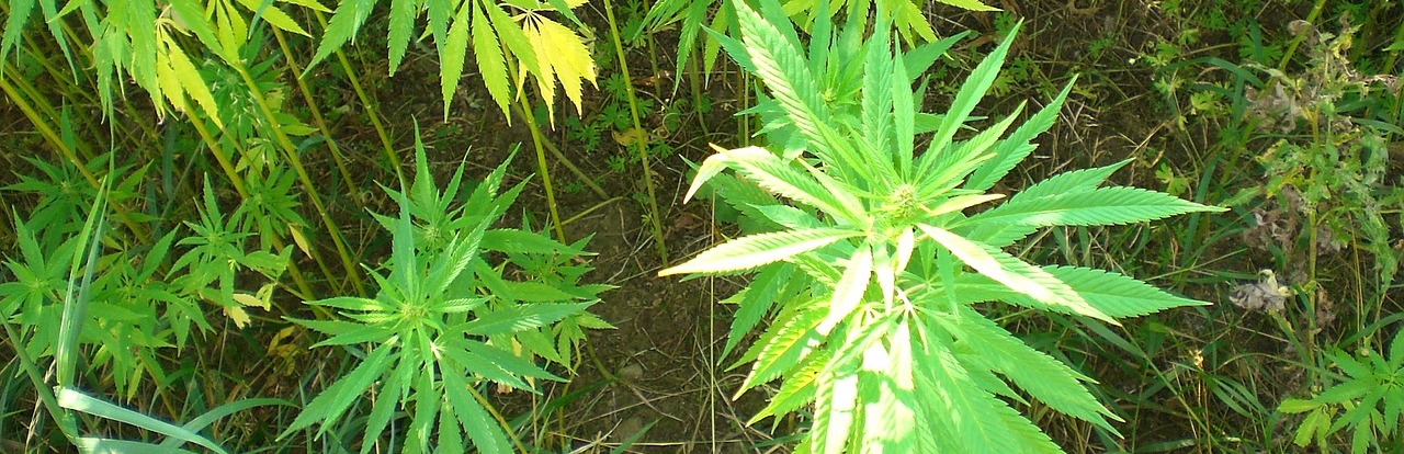 Kann CBD gegen Entzündungen helfen