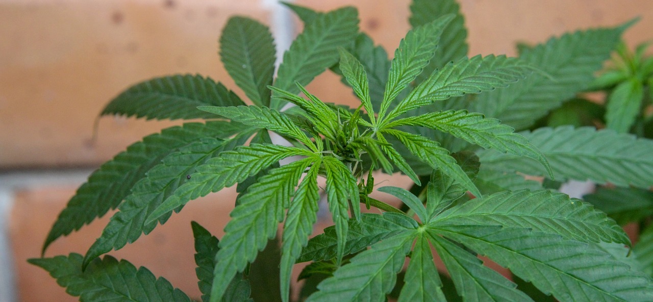 Kann CBD-ÖL bei Hitze helfen