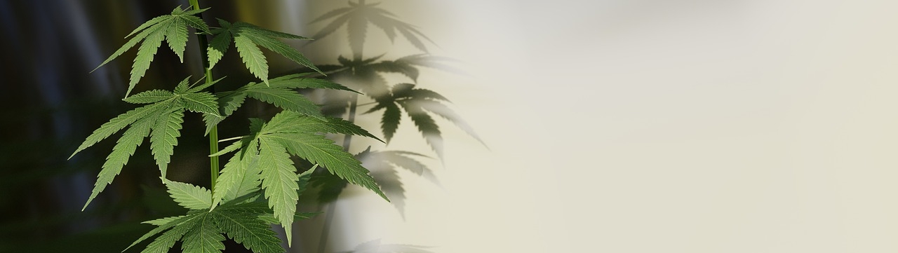 Ökologische und Ökonoimische Möglichkeiten der Hanfpflanze