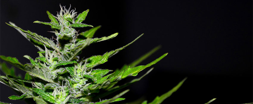 Kriterien CBD Pollinate