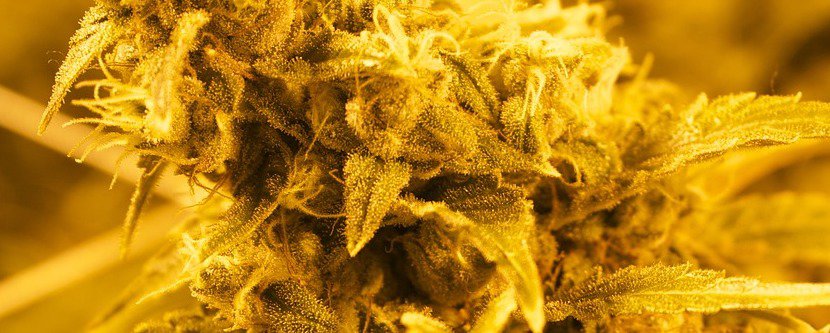 Cannabidiol bei PTBS