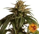 Mr.Hanf CBD Critical Cure