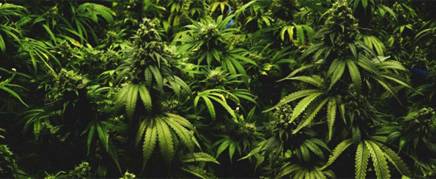 Rabatte bei CBD Jonny