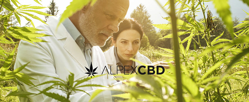 Rabatte und Gutscheine von Alpex