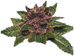 Royal Queen Seeds CBD Seeds Purplematic