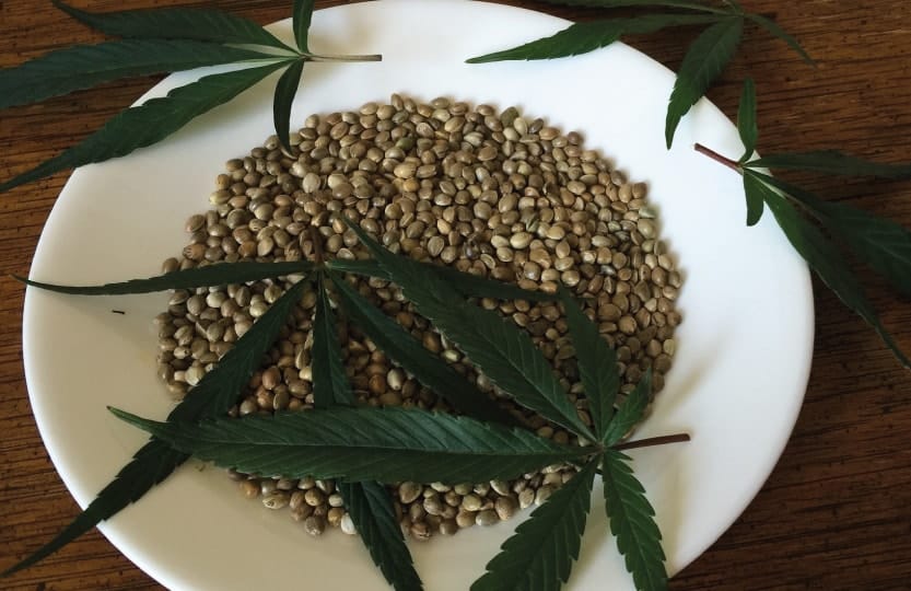 Samen mit Cannabidiol