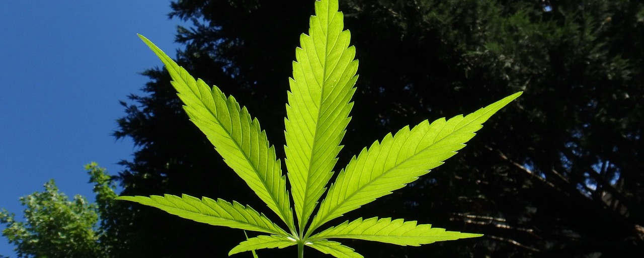 Testen Sie jetzt ein CBD-Getränk