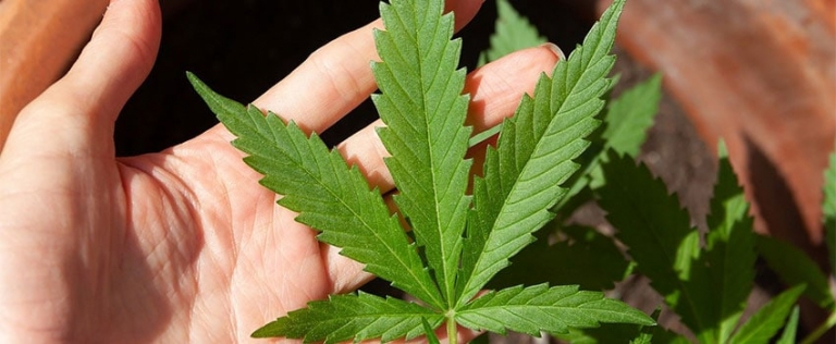 Cannabis-Blatt aus dem THC Öl gewonnen wird