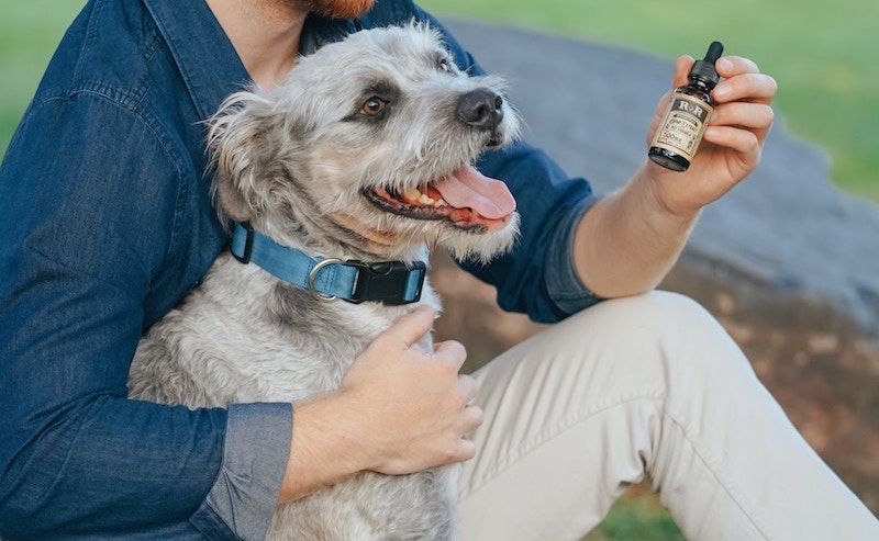 überdosis von cbd bei hunden