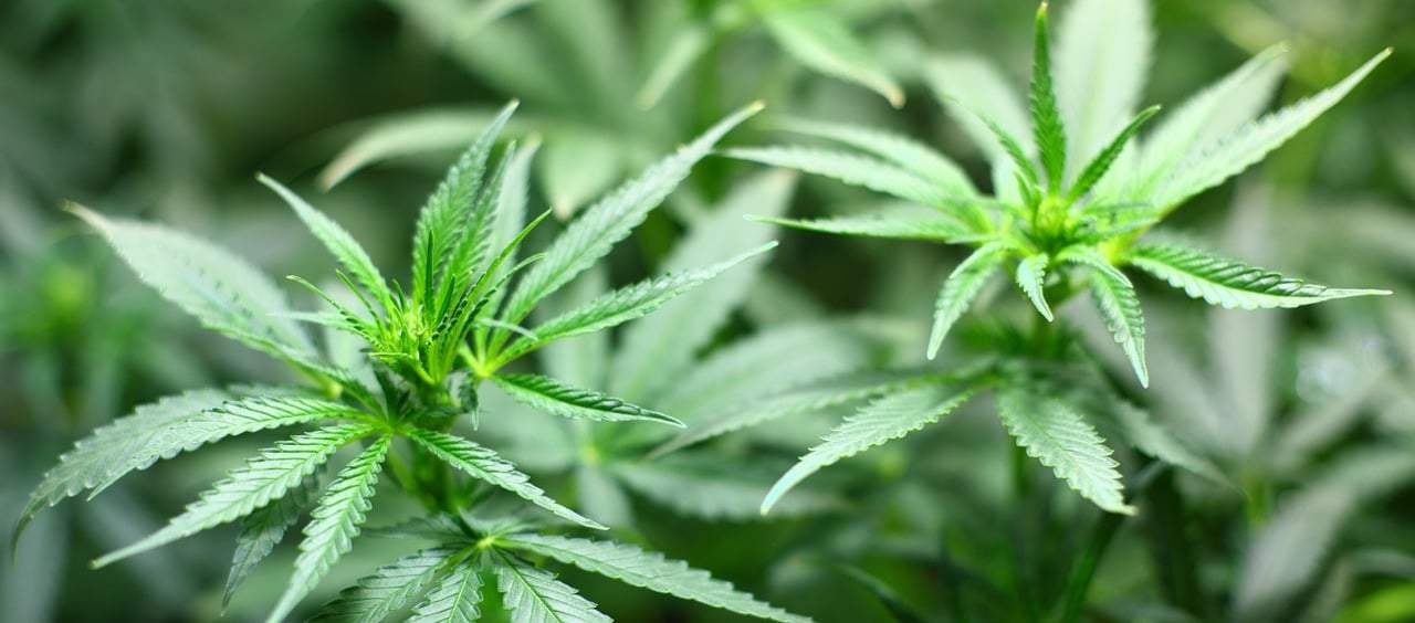 Unterschied CBD und Hanföl