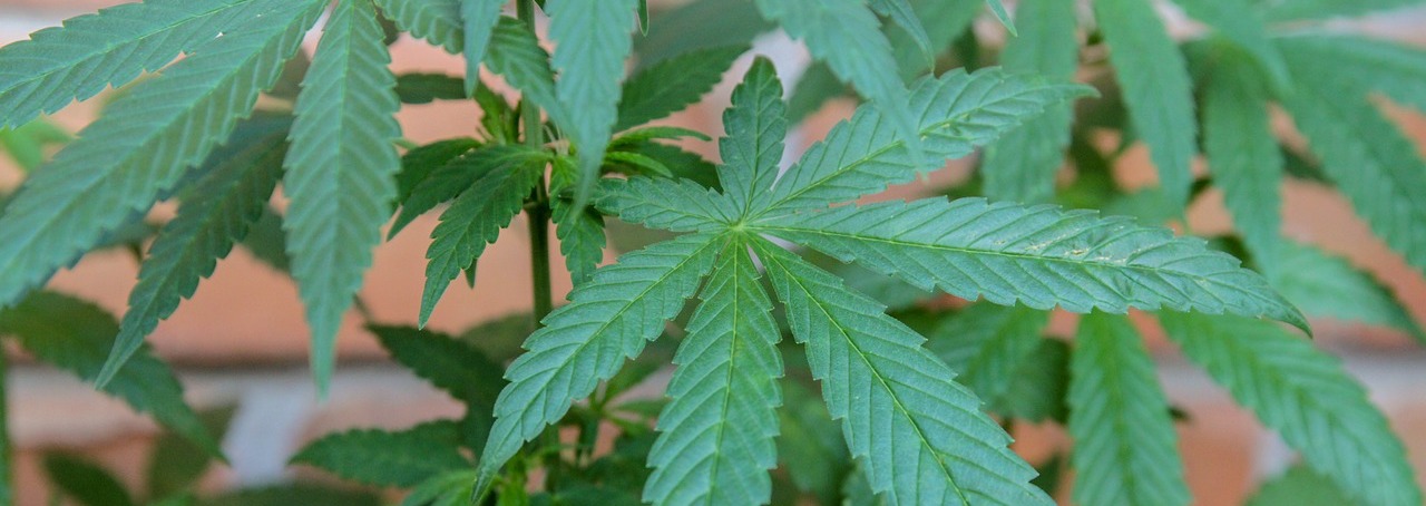 Was können Cannabinoide bei Hirnverletzungen tun