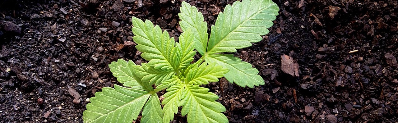 Welche Behandlungsmöglichkeiten gibt es bei Verletzungen am Gehirn