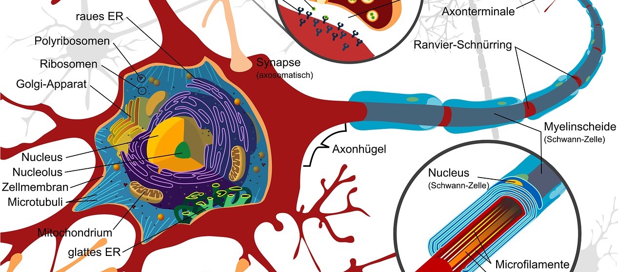 Wie können cannabinoide die symptome einer Rückenmarksverletzung lindern