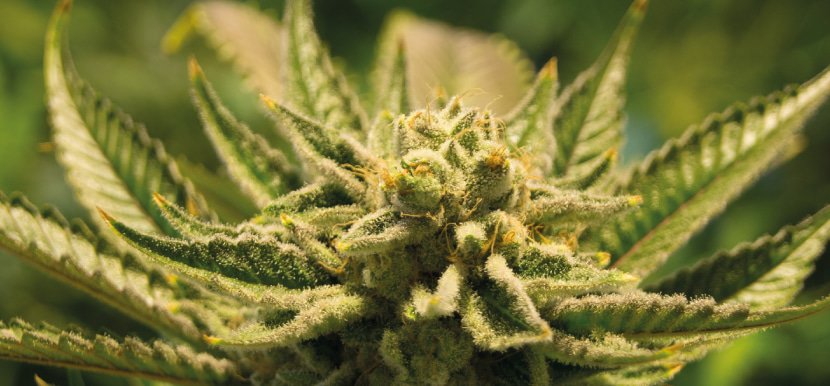 Die Wirkung von CBD Hasch ist toll.