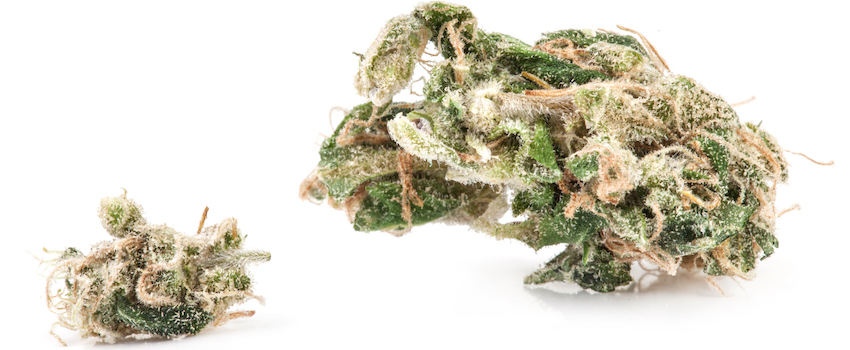 CBD Blüten Erfahrungen